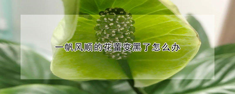 一帆風順的花蕾變黑了怎么辦