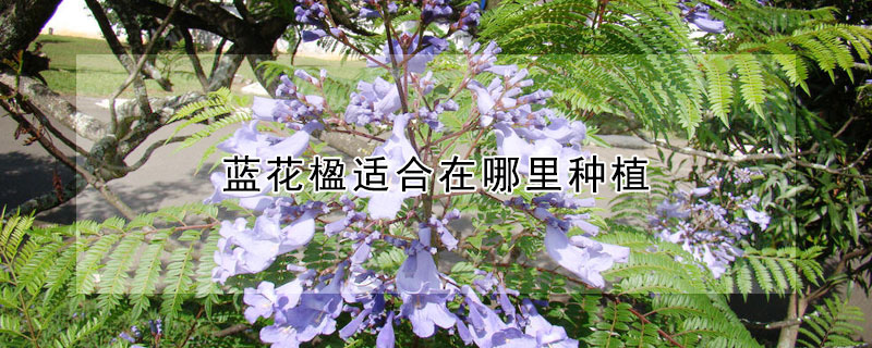 藍(lán)花楹適合在哪里種植