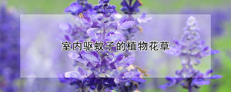 室內(nèi)驅(qū)蚊子的植物花草