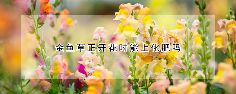 金魚草正開花時能上化肥嗎