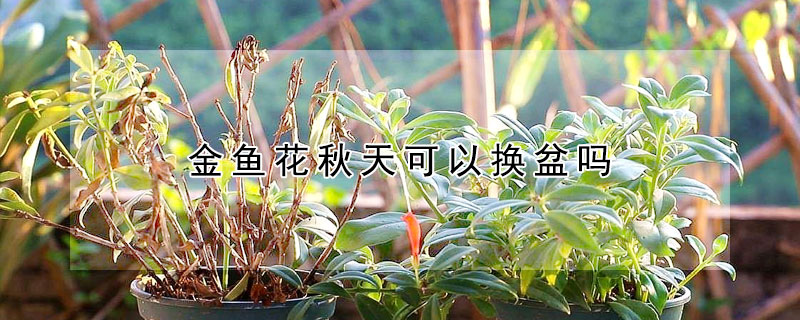 金魚花秋天可以換盆嗎