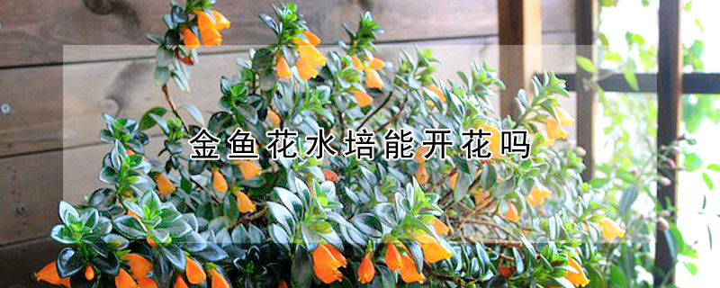 金魚花水培能開花嗎