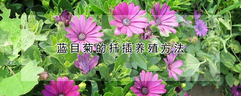 藍(lán)目菊的扦插養(yǎng)殖方法