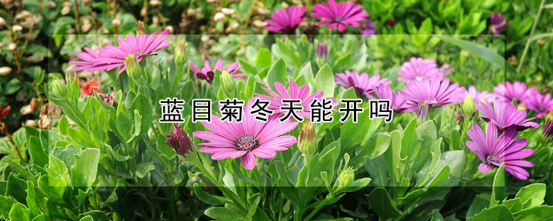 藍目菊冬天能開嗎