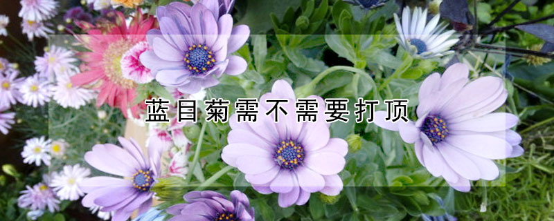 藍目菊需不需要打頂