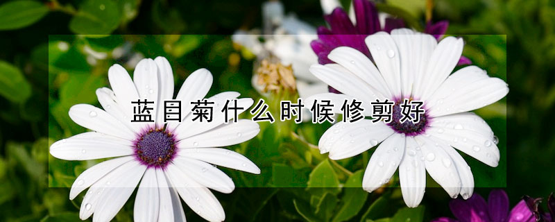 藍目菊什么時候修剪好