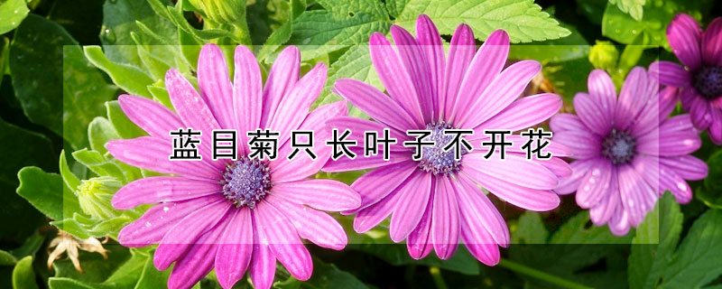 藍目菊只長葉子不開花