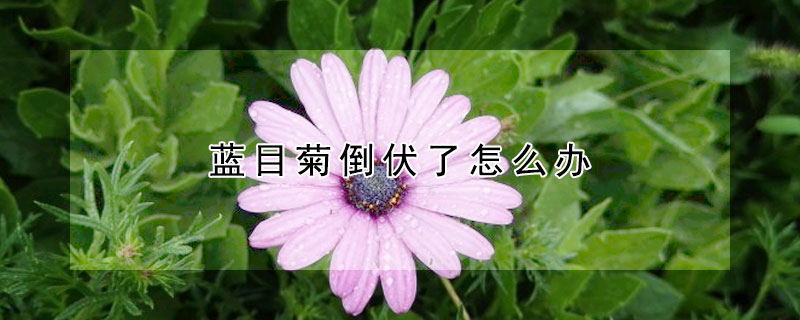 藍(lán)目菊倒伏了怎么辦