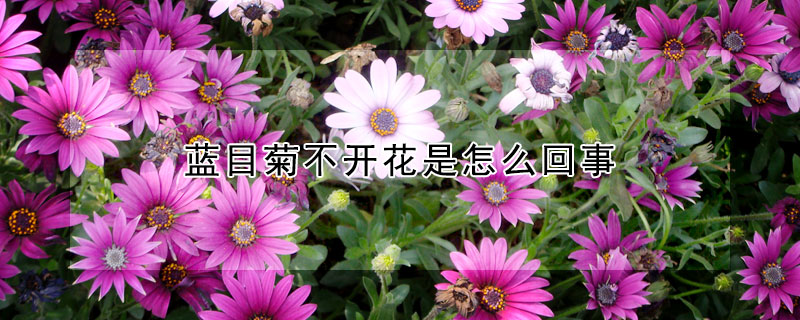 藍(lán)目菊不開(kāi)花是怎么回事