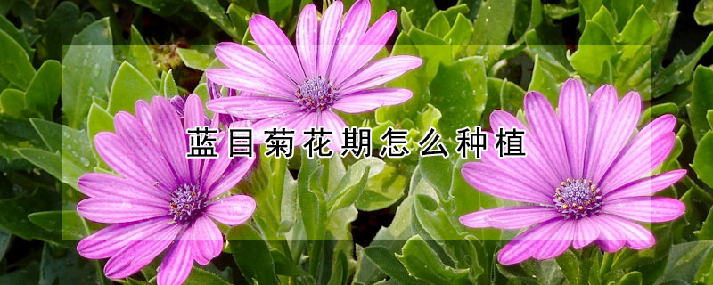 藍目菊花期怎么種植