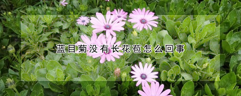 藍目菊沒有長花苞怎么回事