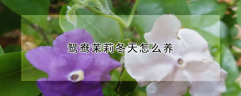 鴛鴦茉莉冬天怎么養(yǎng)