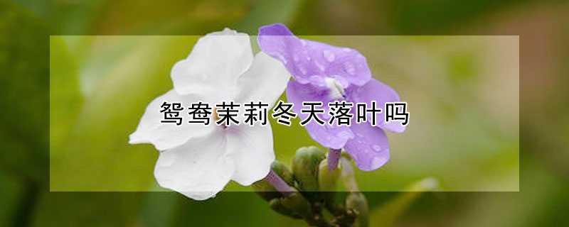 鴛鴦茉莉冬天落葉嗎