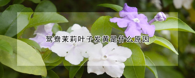 鴛鴦茉莉葉子發(fā)黃是什么原因