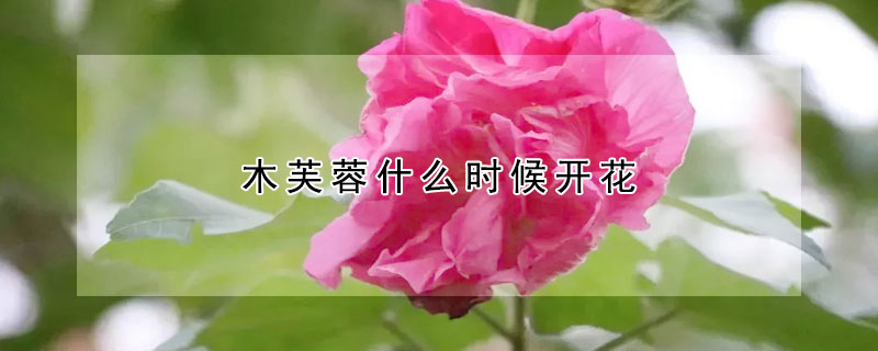 木芙蓉什么時候開花