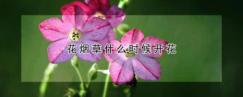 花煙草什么時(shí)候開(kāi)花