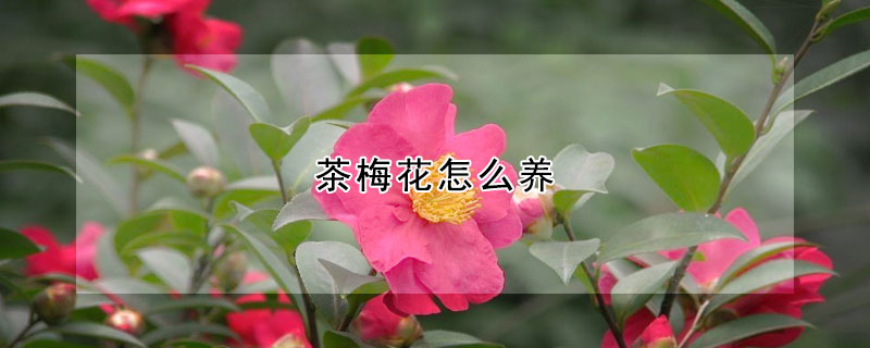 茶梅花怎么養(yǎng)