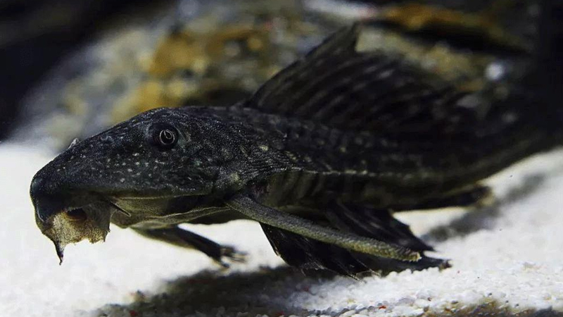 清道夫魚吃什么食物