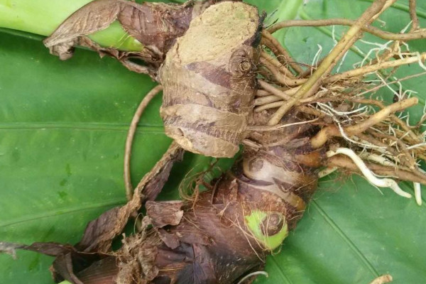 芋頭種植時間和方法