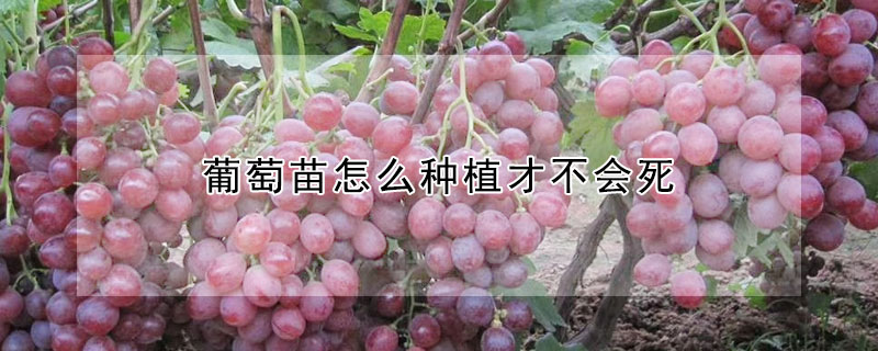 葡萄苗怎么種植才不會死