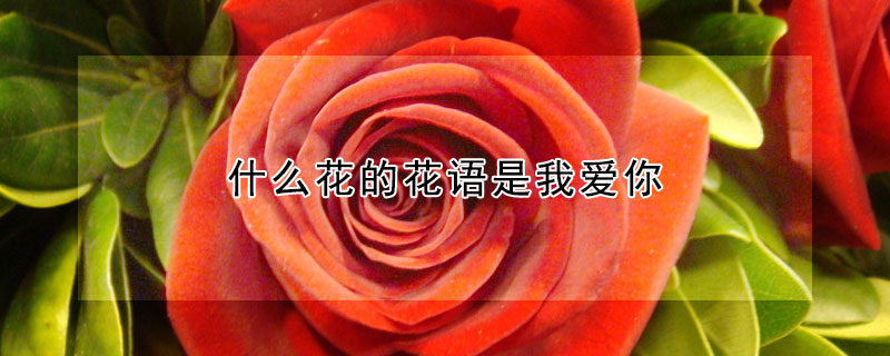 什么花的花語是我愛你