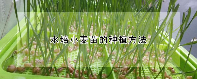 水培小麥苗的種植方法