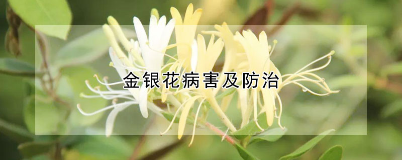 金銀花病害及防治