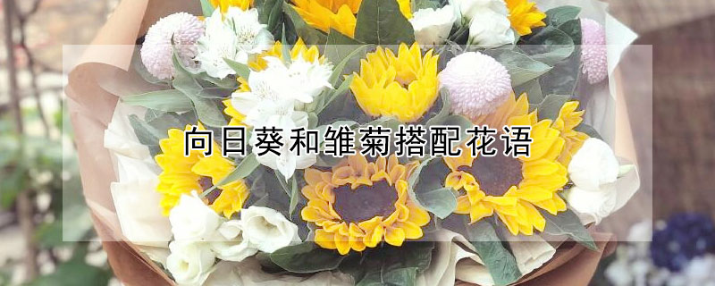 向日葵和雛菊搭配花語