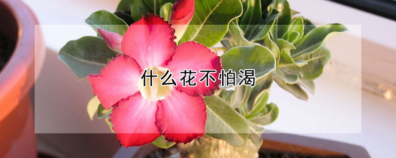 什么花不怕渴