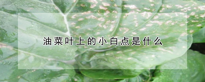 油菜葉上的小白點是什么