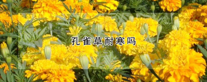 孔雀草耐寒嗎