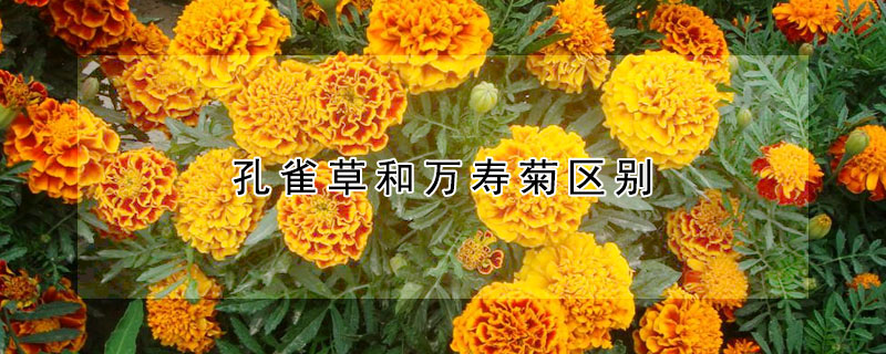 孔雀草和萬壽菊區別