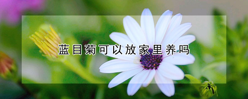 藍目菊可以放家里養(yǎng)嗎