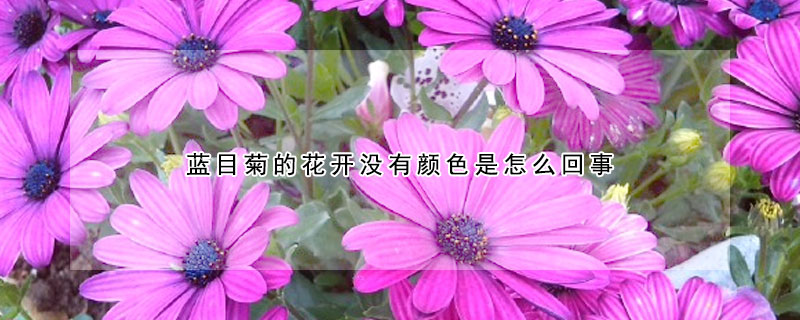 藍(lán)目菊的花開沒有顏色是怎么回事