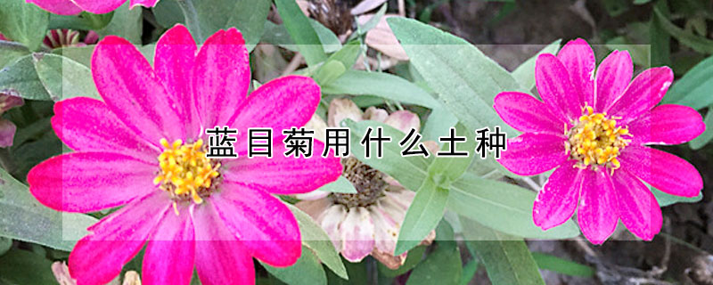 藍(lán)目菊用什么土種