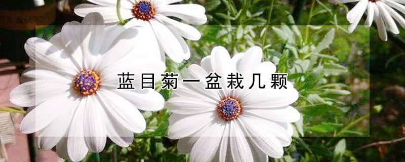 藍(lán)目菊一盆栽幾顆