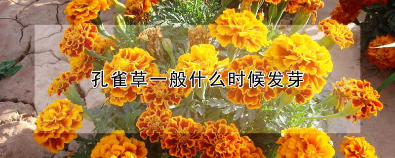 孔雀草一般什么時候發芽