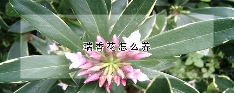 瑞香花怎么養(yǎng)