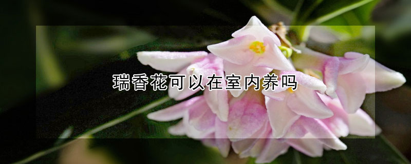 瑞香花可以在室內(nèi)養(yǎng)嗎