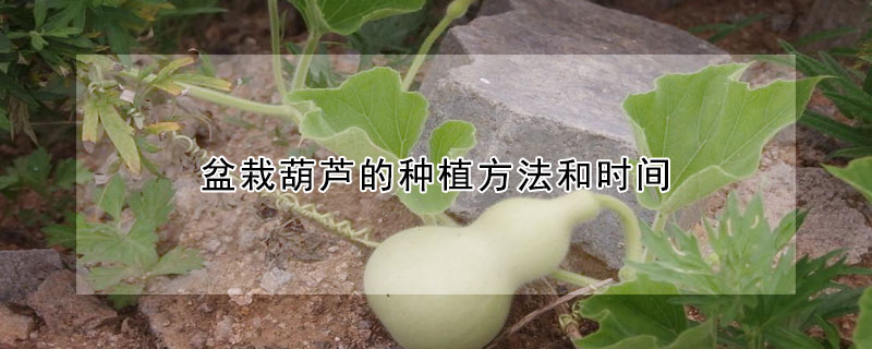 盆栽葫蘆的種植方法和時(shí)間