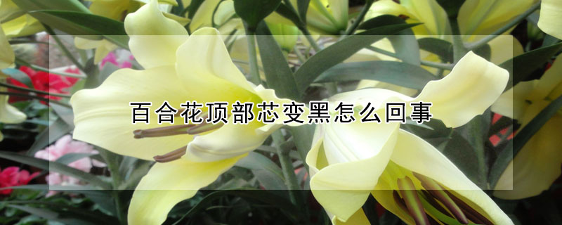 百合花頂部芯變黑怎么回事