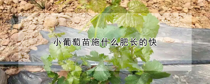 小葡萄苗施什么肥長(zhǎng)的快