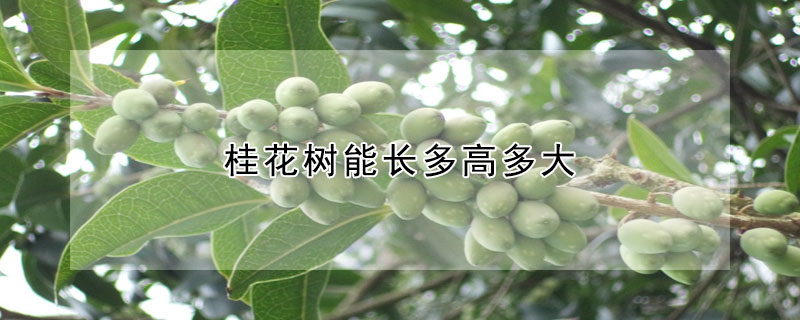 桂花樹能長多高多大