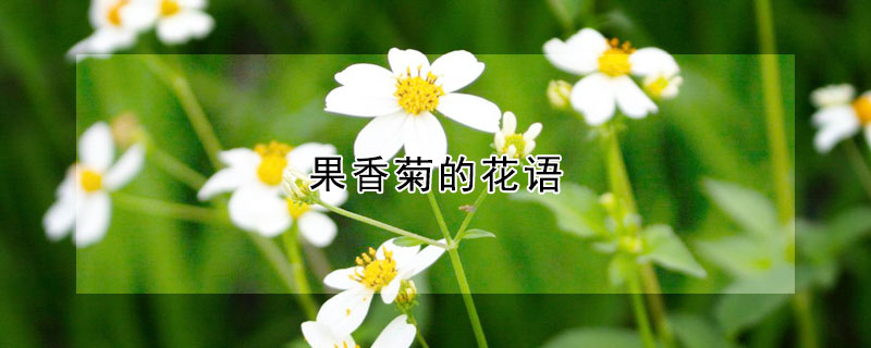 果香菊的花語