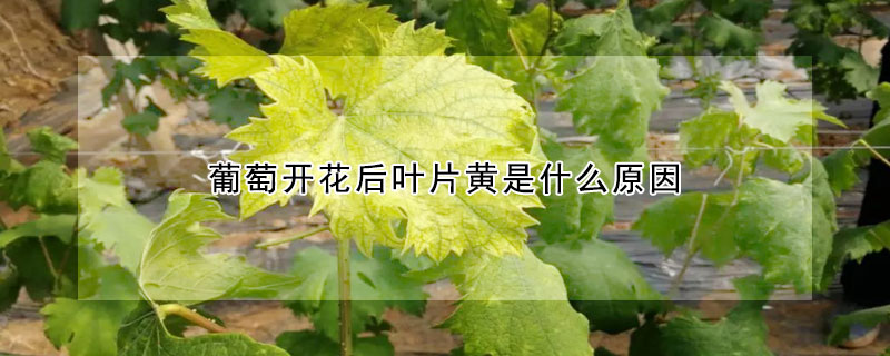 葡萄開(kāi)花后葉片黃是什么原因