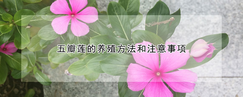 五瓣蓮的養(yǎng)殖方法和注意事項(xiàng)