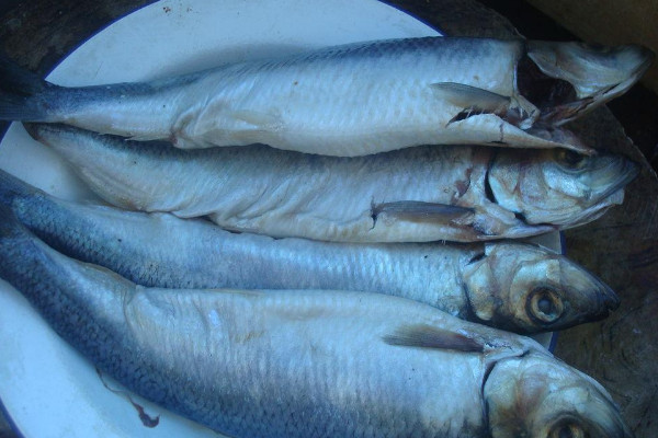 青魚吃什么食物