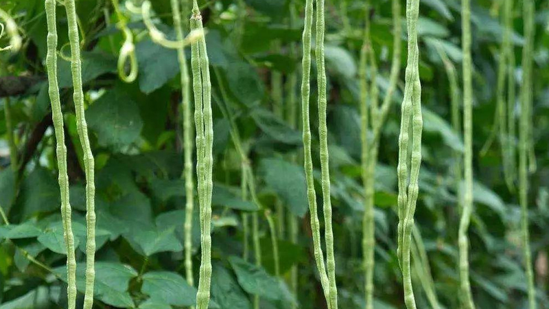 豇豆高產種植技術