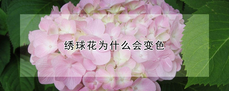 繡球花為什么會變色