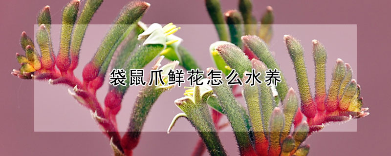 袋鼠爪鮮花怎么水養(yǎng)